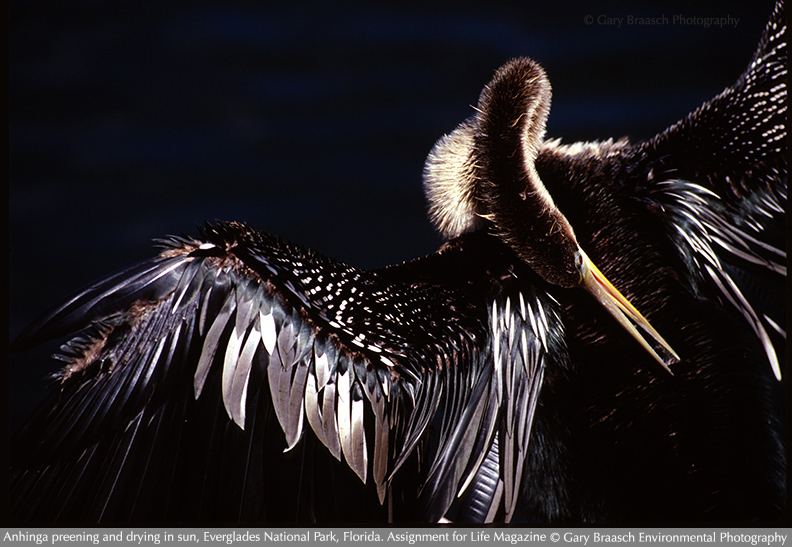 anhinga